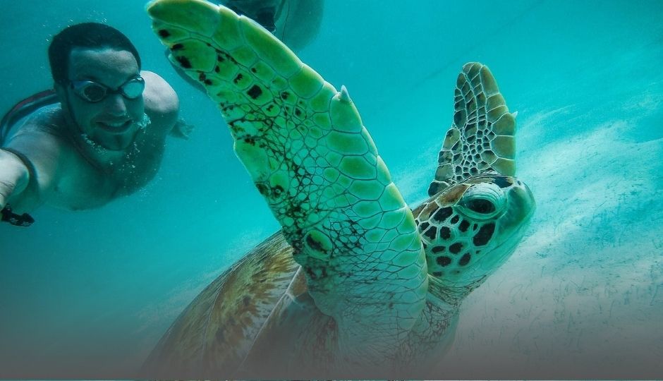 Pływanie z żółwiami!