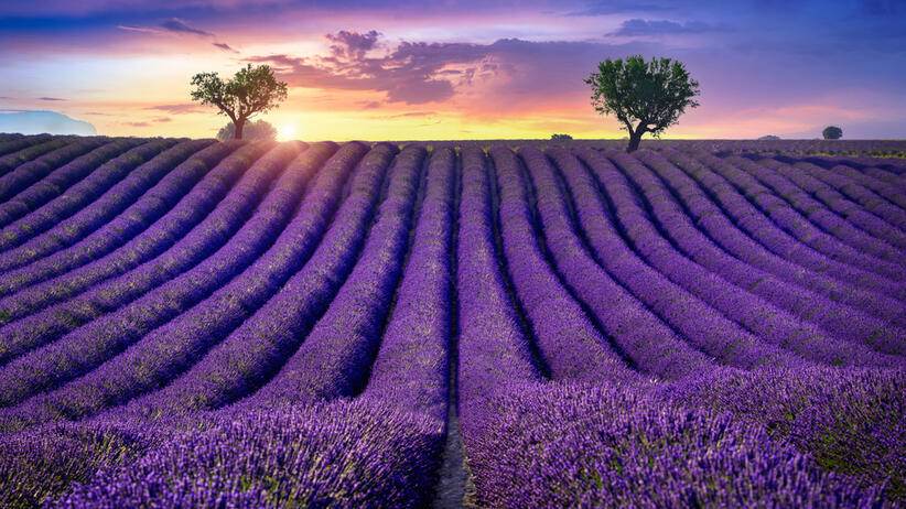 Prowansja - kraina zapachów i smaków!