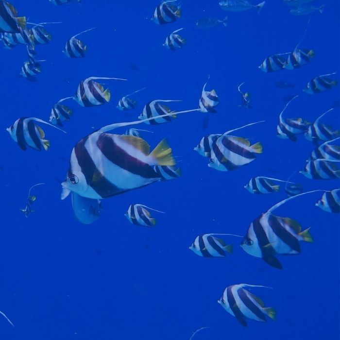 Snorkeluj z kolorowymi rybkami!
